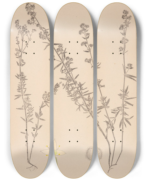 Triptych art skateboard deck of Louis Antoine Cusin Herbier De La Flore Franaise Pl0592 by Louis Antoine Cusin (1824-1901)