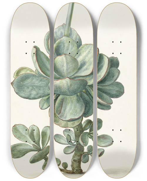 Triptych art skateboard deck of Herman Saftleven Vetplant Cotyledon Orbiculata by Herman Saftleven (1609-1685)