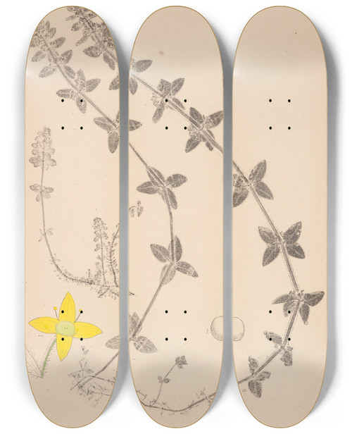 Triptych art skateboard deck of Louis Antoine Cusin Herbier De La Flore Franaise Pl0587 by Louis Antoine Cusin (1824-1901)