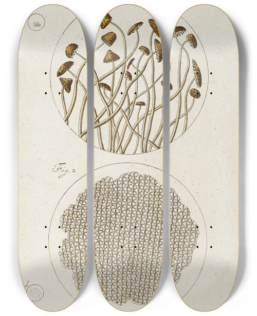 Triptych art skateboard deck of Martin Frobenius Ledermuller Amusement Microscopique Tant Pour Lesprit Que Pour Les Yeux Pl007 by Martin Frobenius Ledermu%Cc%88Ller (1719-1769)