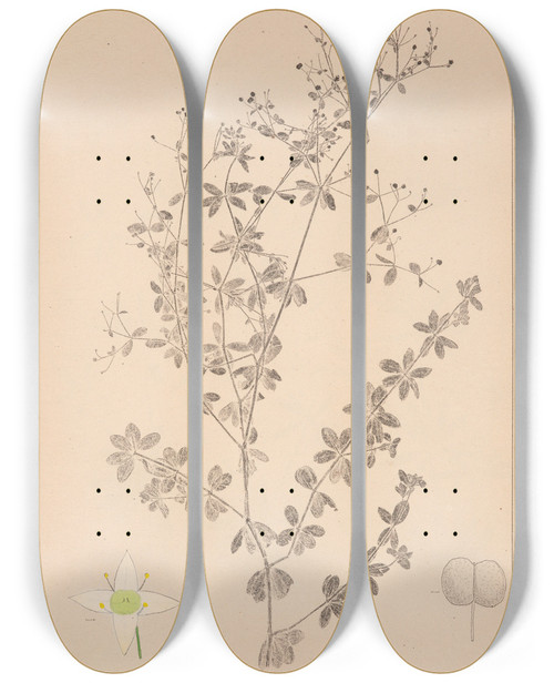 Triptych art skateboard deck of Louis Antoine Cusin Herbier De La Flore Franaise Pl0600 by Louis Antoine Cusin (1824-1901)