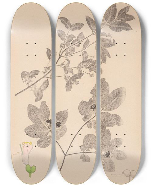 Triptych art skateboard deck of Louis Antoine Cusin Herbier De La Flore Franaise Pl0579 by Louis Antoine Cusin (1824-1901)