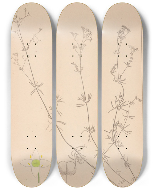 Triptych art skateboard deck of Louis Antoine Cusin Herbier De La Flore Franaise Pl0607 by Louis Antoine Cusin (1824-1901)