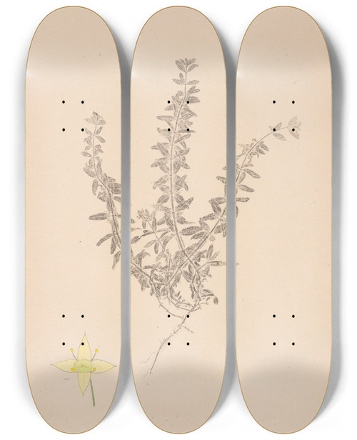 Triptych art skateboard deck of Louis Antoine Cusin Herbier De La Flore Franaise Pl0589 by Louis Antoine Cusin (1824-1901)