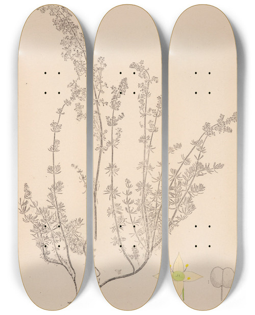 Triptych art skateboard deck of Louis Antoine Cusin Herbier De La Flore Franaise Pl0598 by Louis Antoine Cusin (1824-1901)