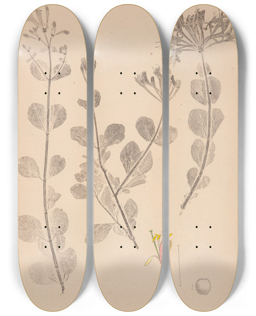 Triptych art skateboard deck of Louis Antoine Cusin Herbier De La Flore Franaise Pl0576 by Louis Antoine Cusin (1824-1901)