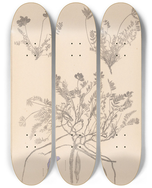 Triptych art skateboard deck of Louis Antoine Cusin Herbier De La Flore Franaise Pl0426 by Louis Antoine Cusin (1824-1901)