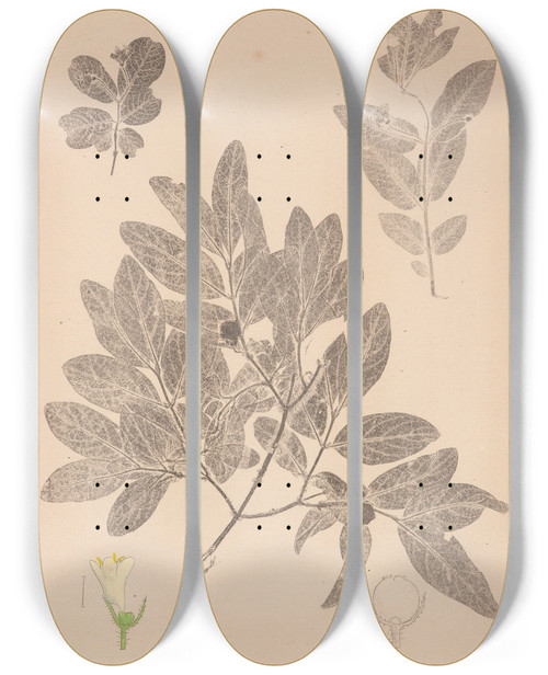 Triptych art skateboard deck of Louis Antoine Cusin Herbier De La Flore Franaise Pl0582 by Louis Antoine Cusin (1824-1901)