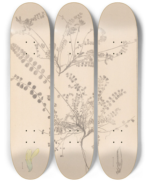Triptych art skateboard deck of Louis Antoine Cusin Herbier De La Flore Franaise Pl0418 by Louis Antoine Cusin (1824-1901)