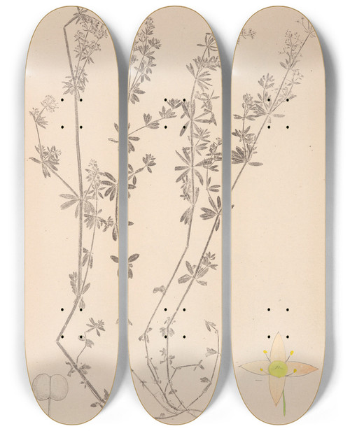 Triptych art skateboard deck of Louis Antoine Cusin Herbier De La Flore Franaise Pl0624 by Louis Antoine Cusin (1824-1901)