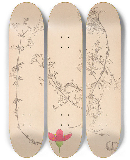 Triptych art skateboard deck of Louis Antoine Cusin Herbier De La Flore Franaise Pl0612 by Louis Antoine Cusin (1824-1901)