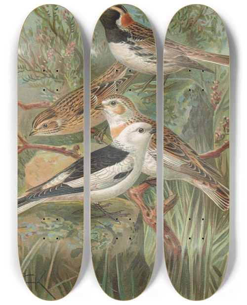 Triptych art skateboard deck of Johann Friedrich Naumann Calcarius Lapponicus Plectrophenax Nivalis by Johann Friedrich Naumann (1780-1857)