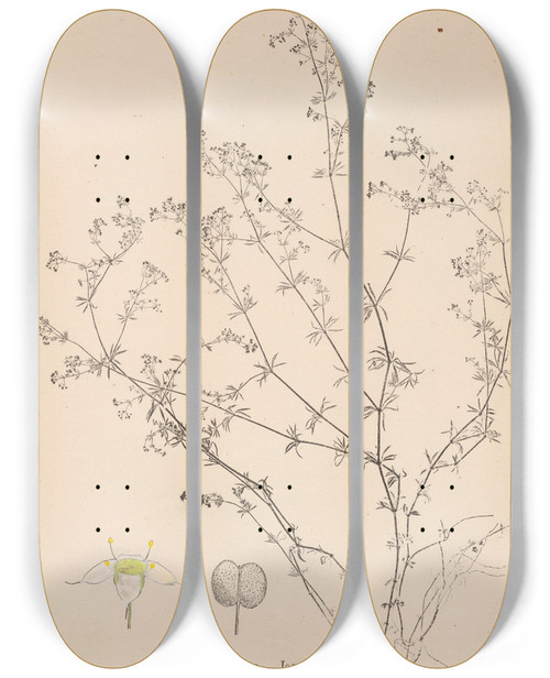 Triptych art skateboard deck of Louis Antoine Cusin Herbier De La Flore Franaise Pl0618 by Louis Antoine Cusin (1824-1901)
