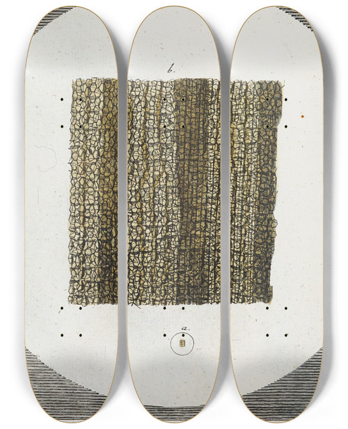 Triptych art skateboard deck of Martin Frobenius Ledermuller Amusement Microscopique Tant Pour Lesprit Que Pour Les Yeux Pl028 by Martin Frobenius Ledermu%Cc%88Ller (1719-1769)