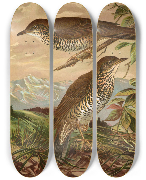Triptych art skateboard deck of Johann Friedrich Naumann Geocichla Mollissima by Johann Friedrich Naumann (1780-1857)