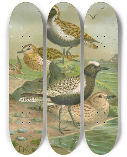 Triptych art skateboard deck of Johann Friedrich Naumann Charadrius Pluvialis Charadrius Squatarola by Johann Friedrich Naumann (1780-1857)
