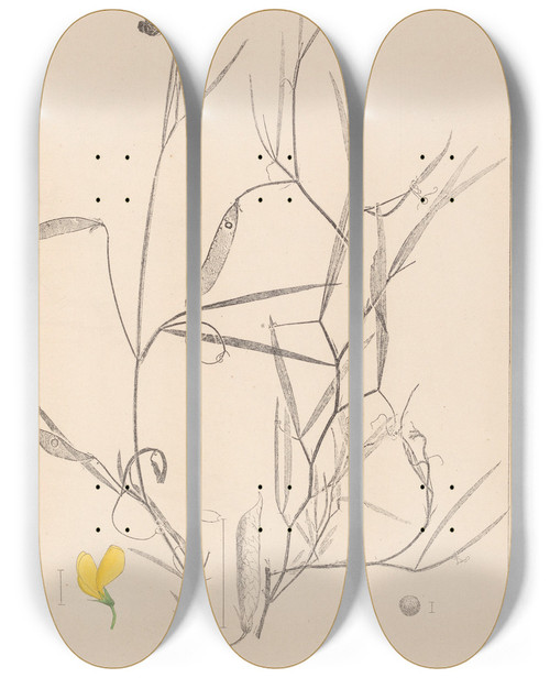 Triptych art skateboard deck of Louis Antoine Cusin Herbier De La Flore Franaise Pl0504 by Louis Antoine Cusin (1824-1901)