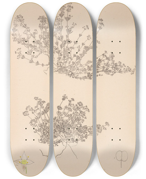 Triptych art skateboard deck of Louis Antoine Cusin Herbier De La Flore Franaise Pl0627 by Louis Antoine Cusin (1824-1901)