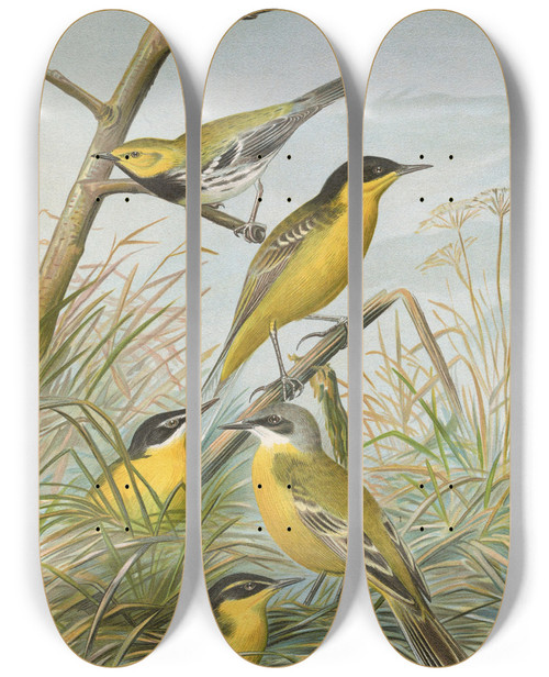 Triptych art skateboard deck of Johann Friedrich Naumann Budytes Flavus Cinereocapillus Savi Melanocephalus Lichtenstein Melanocephalus Xanthophrys Dendroeca Virens by Johann Friedrich Naumann (1780-1857)