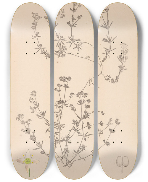 Triptych art skateboard deck of Louis Antoine Cusin Herbier De La Flore Franaise Pl0629 by Louis Antoine Cusin (1824-1901)