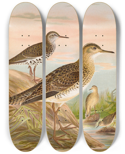 Triptych art skateboard deck of Johann Friedrich Naumann Bartramia Longicauda Tringoides Macularius Tryngites Rufescens by Johann Friedrich Naumann (1780-1857)