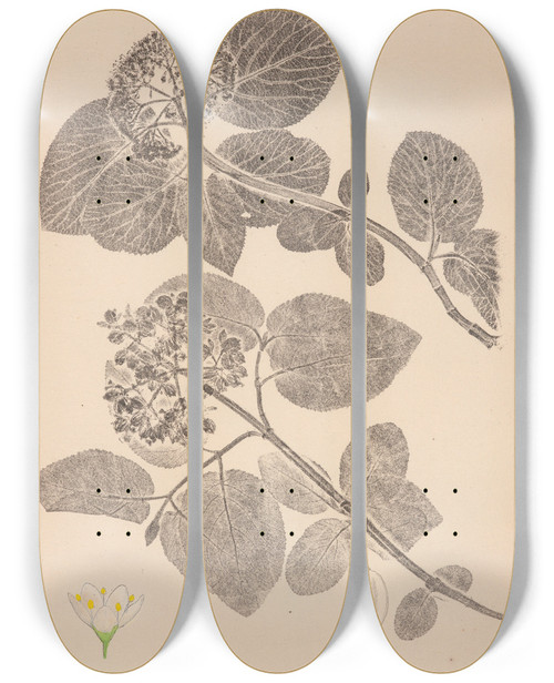 Triptych art skateboard deck of Louis Antoine Cusin Herbier De La Flore Franaise Pl0572 by Louis Antoine Cusin (1824-1901)