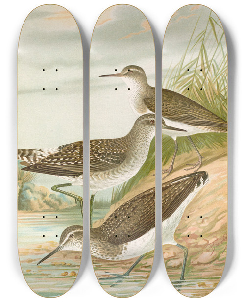 Triptych art skateboard deck of Johann Friedrich Naumann Totanus Ochropus Totanus Glareola Tringoides Hypoleucus_1 by Johann Friedrich Naumann (1780-1857)