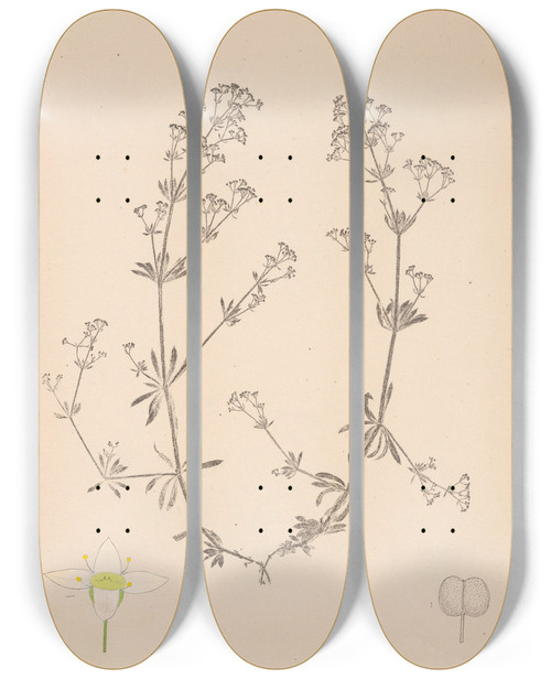 Triptych art skateboard deck of Louis Antoine Cusin Herbier De La Flore Franaise Pl0623 by Louis Antoine Cusin (1824-1901)