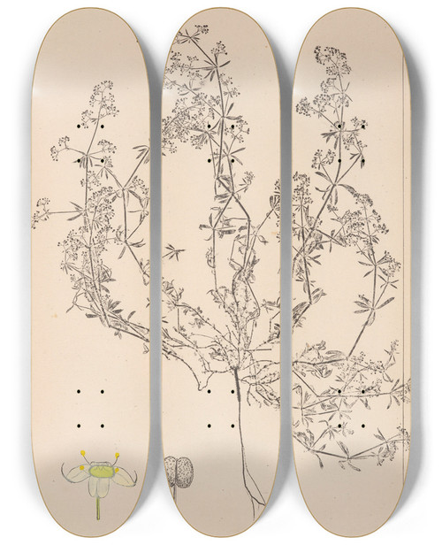 Triptych art skateboard deck of Louis Antoine Cusin Herbier De La Flore Franaise Pl0616 by Louis Antoine Cusin (1824-1901)