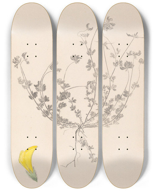 Triptych art skateboard deck of Louis Antoine Cusin Herbier De La Flore Franaise Pl0391 by Louis Antoine Cusin (1824-1901)