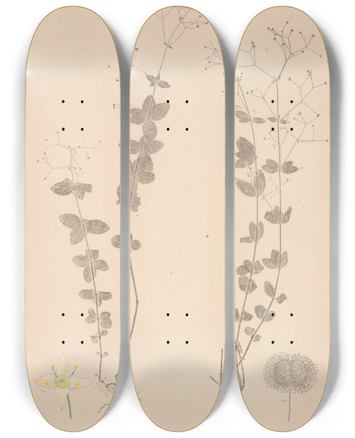Triptych art skateboard deck of Louis Antoine Cusin Herbier De La Flore Franaise Pl0591 by Louis Antoine Cusin (1824-1901)