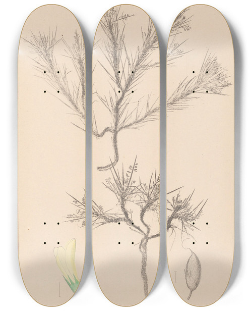 Triptych art skateboard deck of Louis Antoine Cusin Herbier De La Flore Franaise Pl0420 by Louis Antoine Cusin (1824-1901)