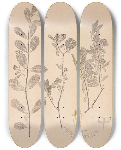 Triptych art skateboard deck of Louis Antoine Cusin Herbier De La Flore Franaise Pl0580 by Louis Antoine Cusin (1824-1901)
