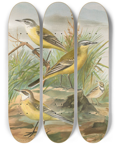 Triptych art skateboard deck of Johann Friedrich Naumann Budytes Flavus by Johann Friedrich Naumann (1780-1857)