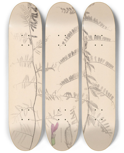 Triptych art skateboard deck of Louis Antoine Cusin Herbier De La Flore Franaise Pl0462 by Louis Antoine Cusin (1824-1901)