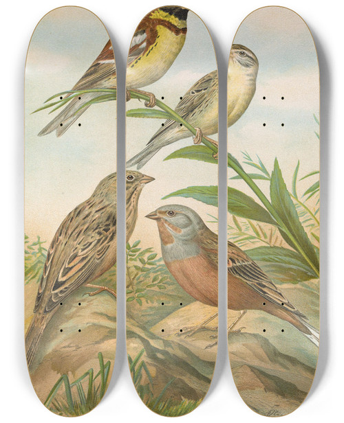 Triptych art skateboard deck of Johann Friedrich Naumann Emberiza Aureola Pall Emberiza Caesia Cretschmar by Johann Friedrich Naumann (1780-1857)
