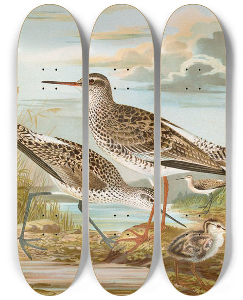 Triptych art skateboard deck of Johann Friedrich Naumann Totanus Totanus Totanus Stagnatilis Bechst_2 by Johann Friedrich Naumann (1780-1857)
