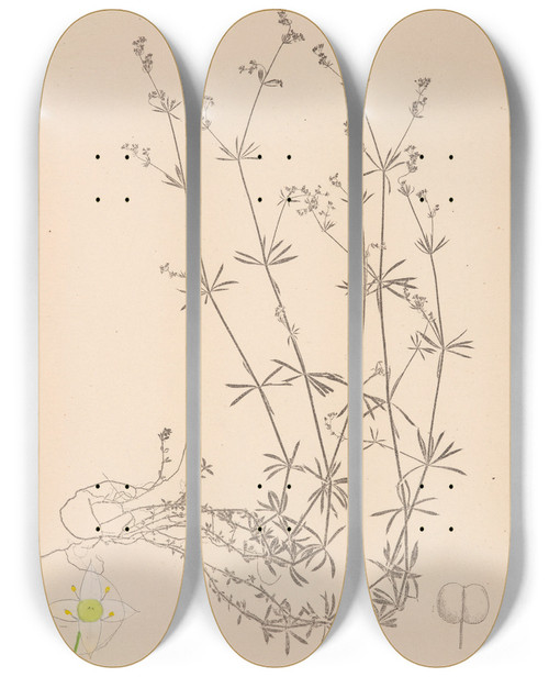 Triptych art skateboard deck of Louis Antoine Cusin Herbier De La Flore Franaise Pl0625 by Louis Antoine Cusin (1824-1901)