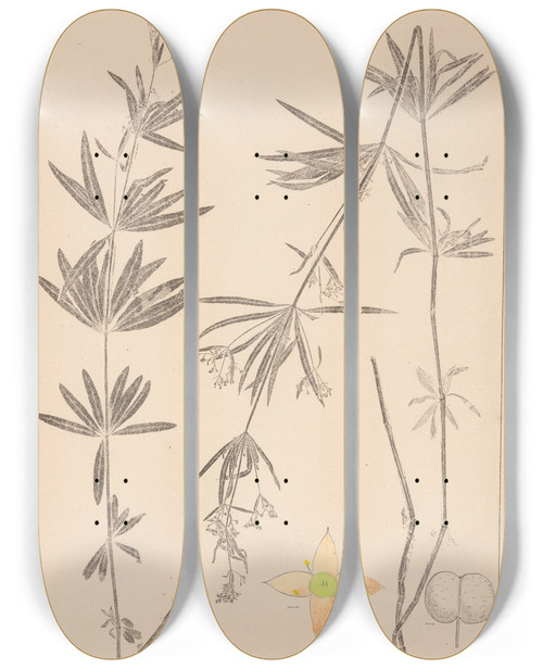 Triptych art skateboard deck of Louis Antoine Cusin Herbier De La Flore Franaise Pl0604 by Louis Antoine Cusin (1824-1901)