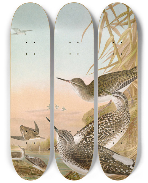 Triptych art skateboard deck of Johann Friedrich Naumann Totanus Ochropus Totanus Glareola Tringoides Hypoleucus_2 by Johann Friedrich Naumann (1780-1857)