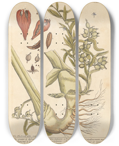 Triptych art skateboard deck of Elizabeth Blackwell The Greater Lesser Cardamoms Grains Of Paradyce by Elizabeth Blackwell (1707-1758)
