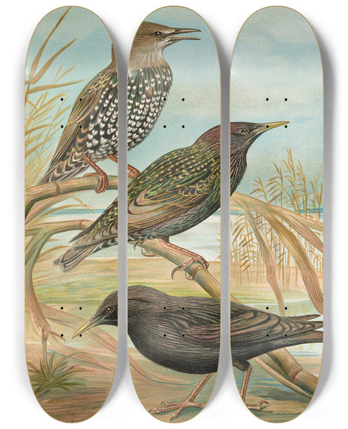 Triptych art skateboard deck of Johann Friedrich Naumann Sturnus Vulgaris Sturnus Vulgaris Menzbieri Sturnus Unicolor Marmora by Johann Friedrich Naumann (1780-1857)