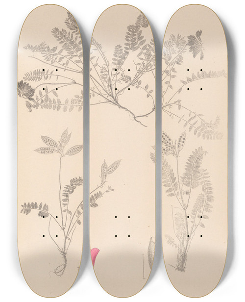 Triptych art skateboard deck of Louis Antoine Cusin Herbier De La Flore Franaise Pl0427 by Louis Antoine Cusin (1824-1901)