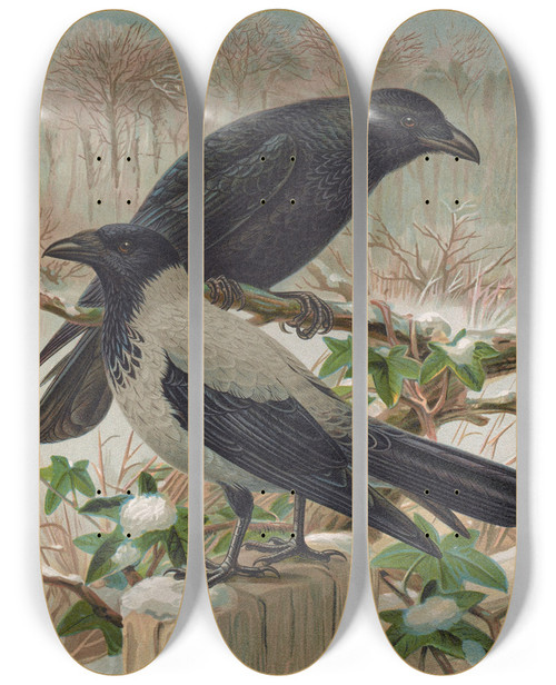 Triptych art skateboard deck of Johann Friedrich Naumann Corvus Corone Corvus Cornix by Johann Friedrich Naumann (1780-1857)
