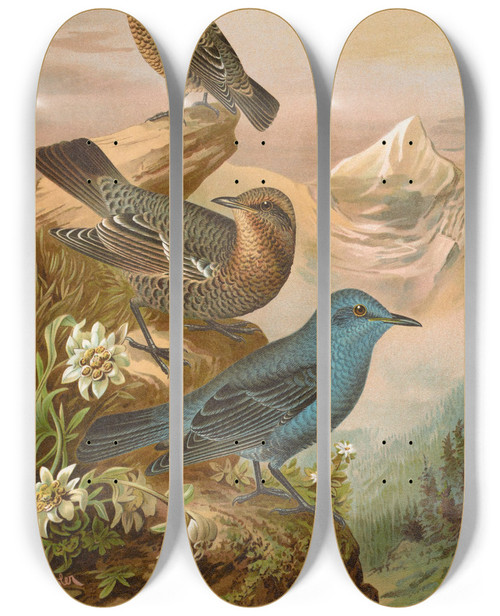 Triptych art skateboard deck of Johann Friedrich Naumann Monticola Cyanus by Johann Friedrich Naumann (1780-1857)
