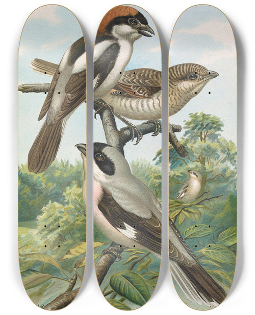 Triptych art skateboard deck of Johann Friedrich Naumann Lanius Minor Lanius Senator by Johann Friedrich Naumann (1780-1857)