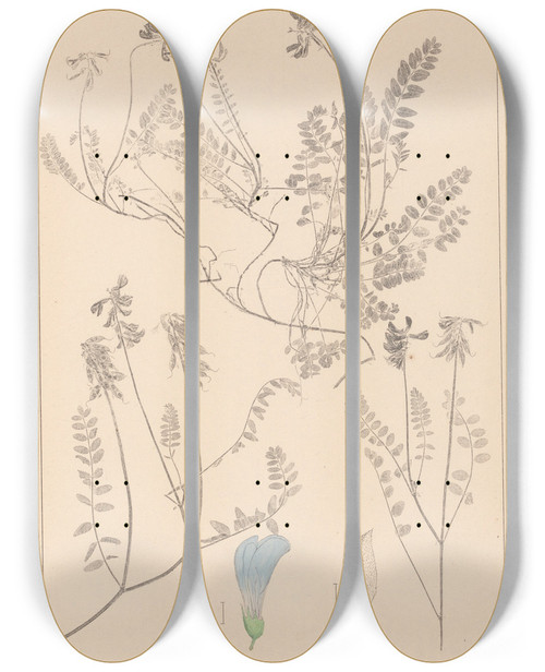 Triptych art skateboard deck of Louis Antoine Cusin Herbier De La Flore Franaise Pl0431 by Louis Antoine Cusin (1824-1901)
