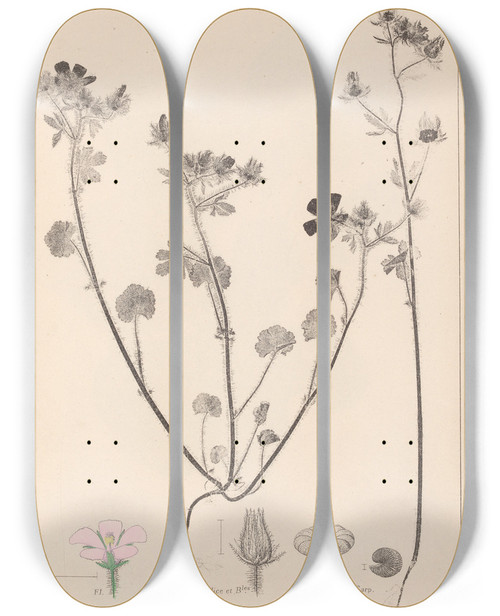Triptych art skateboard deck of Louis Antoine Cusin Herbier De La Flore Franaise Pl0054 by Louis Antoine Cusin (1824-1901)