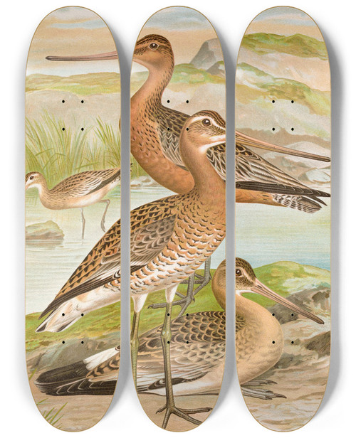 Triptych art skateboard deck of Johann Friedrich Naumann Limosa Limosa Limosa Lapponica_2 by Johann Friedrich Naumann (1780-1857)