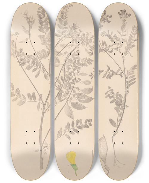 Triptych art skateboard deck of Louis Antoine Cusin Herbier De La Flore Franaise Pl0430 by Louis Antoine Cusin (1824-1901)